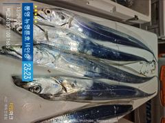 ＜＜통영 뉴명륜호 14인승＞＞ 굵직한 왕갈치!!! 쿨러조황~~ 손맛 좋고^^ (화요일 2자리) 사진