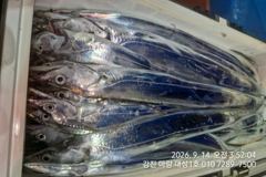 마량대성1호 9월14일조황 오늘도 꾸준한 입질에 한가득 담아왔습니다 사진