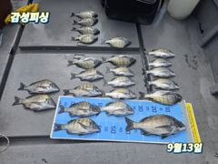 12일.13일(일)4짜.3짜마릿수감성돔소식~ 사진