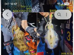 무늬오징어 손님급구^^무시.고구마 뽑으러 가실분 ~~~^^ 사진