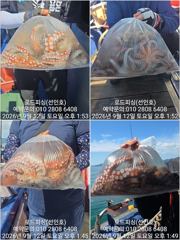 [고성] (로드피싱)제수문어,마릿수 오르고~살도 오르고!(내일출조예약중!… 사진