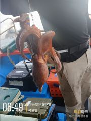 삼천포 문어 & 쭈꾸미 낚시 이번주 주말 예약 받습니다. 사진