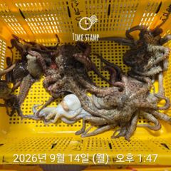 [사천] 문어 장원 또 17마리 씨알!! 사진