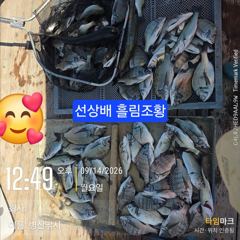 [고성] 병실 감성돔35외 마리수 농어 숭어 마리수 선상배 및선외기흘림… 사진