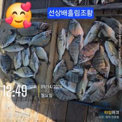 병산 감성돔35외 마리수 농어 숭어 마리수 선상배및 선외기 흘림조황~~ 사진