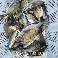 [거제] 감성돔흘림 마릿수 돌문어 키로급 선외기 조황 사진