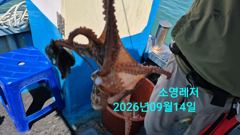 [통영] 선상 문어 조황입니다 사진