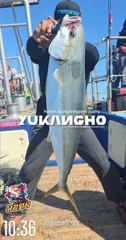 [부산 유강피싱] 유강호 부산권 부시리 파핑 지깅 조황입니다. 사진