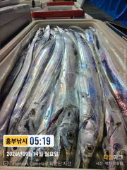 흥부박선장 4지부터 쿨 러 조황 오늘.내일도자리가능 사진
