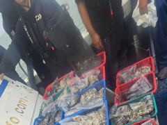 9월 12일 주꾸미 갑오징어 조황입니다 사진