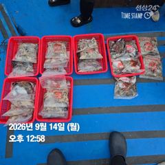 [안면도 전투피싱 선단 그레이스호] 10물 오전 갑·쭈 조황｜갑오징어 평균 50수! 사진