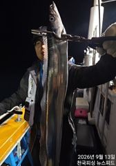 준내만4지급왕갈치씨알끝장(내일예약가능) 사진