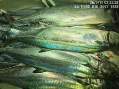 [거제] 거제 뉴 진성호 8월 14일 야간 외줄 칼치 아침 결과입니다 사진