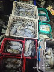 [거제] (문어)평일 7만원 전원 손맛 사량도권 직항~3대호(16일 예약… 사진