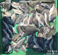 4짜급까지 4대돔 어초ㆍ여밭에서 마릿수 진행중 사진