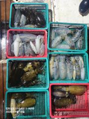 14일 무늬조항입니다 사진