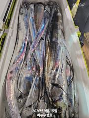 9월15일입항 대갈치 쿨러가득 부터 반쿨이상 조황소식입니다 사진