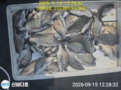 신지 신바다호 사진