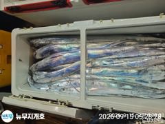 [통영] 뉴무지개 왕갈치 굵은놈으로 많이잡았습니다 사진