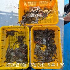 [사천] 요즘 문어 경매가! 사진
