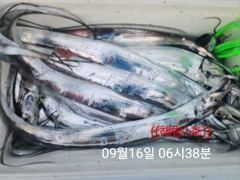 ((해림1호))내만권 겟바위야간 갈치 조항 사진