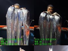(14석통영명륜3호)은빛갈치들 조황 쿨러구경하세요 밤새도록 고생하셨습니다(계속예약가능) 사진