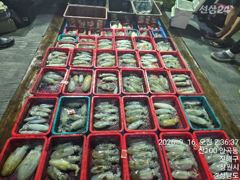 무늬오징어 팁런 바글 바글 하네요. 15분 250개 오늘 무조건 출항 사진