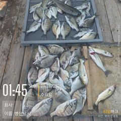 병산 감성돔38외 마리수 농어 숭어 마리수 선상배및 선외기흘림조황~~ 사진