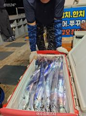 여수슈퍼스타 대갈치 3연속대박조황 ~~~ 사진