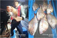 참돔4짜,대박 왕전갱이 150마리이상 조황. 사진