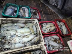 [거제] (무늬오징어)내만권 무시 고구마~장원 20여수 대동낚시(오늘 예… 사진