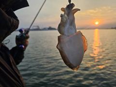 목화피싱9/16일쭈꾸미낚시물쌀이좀있네요.싸이즈는큽니다.50~60수 사진