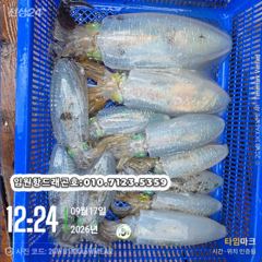 임원항드래곤호 무늬오징어 조황입니다 사진