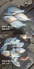 거제 ( 어구 일성호 ) 감성돔 참돔 ! 전마선 조황 ~ 사진