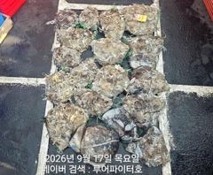 9/17 목 [13물] 쭈꾸미/갑오징어 조항 입니다. 사진