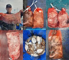 9월 17일 주꾸미 & 갑오징어 조황 사진