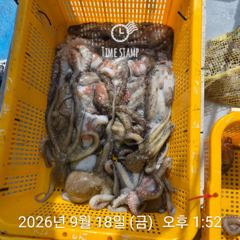 문어 장원 29마리 사진