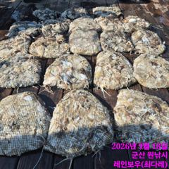 <레인보우호> 쭈꾸미 종일 마무리 굿~조황(18일)-쭈꾸미 잘나옵니다~! 사진