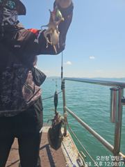 9월 18일 쭈꾸미/갑오징어 조황입니다. 사진