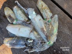 [통영] 경동레저(신광) 선외기낚시 무늬오징어 감성돔 떡전어 조과 사진
