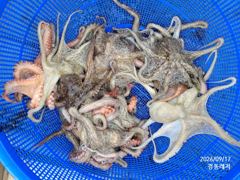 [통영] 경동레저(신광) 선외기낚시 돌문어 조과 사진