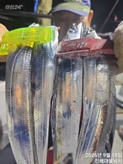 [진해] 와,18일새벽,내만칼치 끝없이물어 퍼담고 전원쿨러 초대박~일,월… 사진