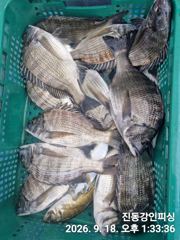 [마산] 진동강인호 오늘감성돔 조황 사진