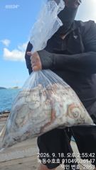 9월18일 문어조황 사진