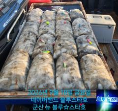 ★★ 9 / 18 [군산 대일피싱] 뉴 블루스타호 쭈꾸미 대박조황~! 연휴 쭈꾸미 출조합니다. 사진