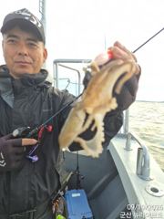 19일,군산쭈꾸미~씨알도 좋고 잘 나오고 있어요~문어,갑이는 덤~실시간~군산낚시프라자 뉴라이브호 사진
