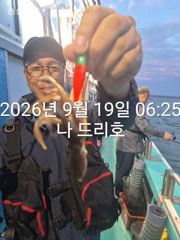 19일,군산쭈꾸미~씨알 좋은 쭈꾸미 잘 나오고 있어요~문어,갑이는 덤~실시간~군산낚시프라자 나드리호 사진
