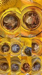 [통영] (실시간)원도권 문어 폭격~가을시즌 중치급 피딩~고고피싱(20일… 사진