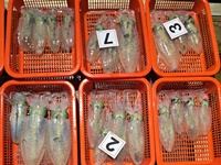 [진해] 18일 무늬오징어]바람 너울 통에 8분이서 3자리수 찍고 (내일… 사진