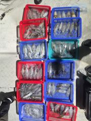 [마산] 무늬팁런 사이즈 좋네요 일요일17시 출항확정 출조 예약받습니다 사진